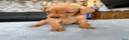Labrador Retriever dogs for sale: 4 LEFT KC LABS READY IN 1 WEEK ❤️ - Advert 31