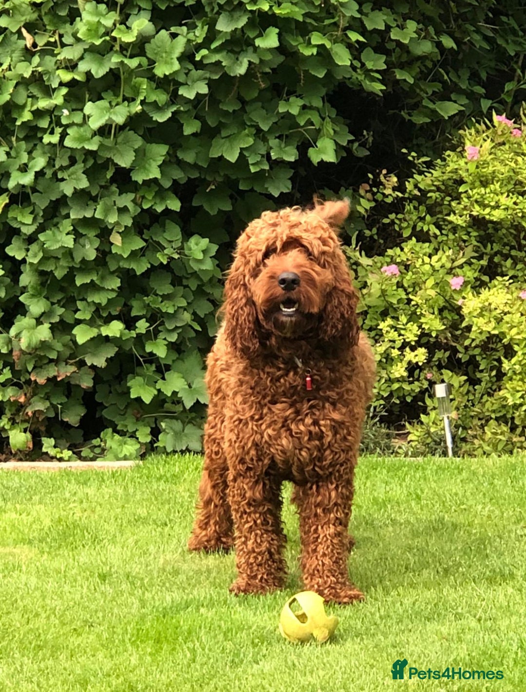 Goldendoodle dogs for sale: Top Quality Goldendoodle x Australian labradoodle  in Brough - Image 15