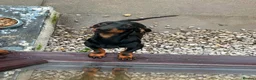Dachshund dogs for sale: Dachshund  - Advert 2