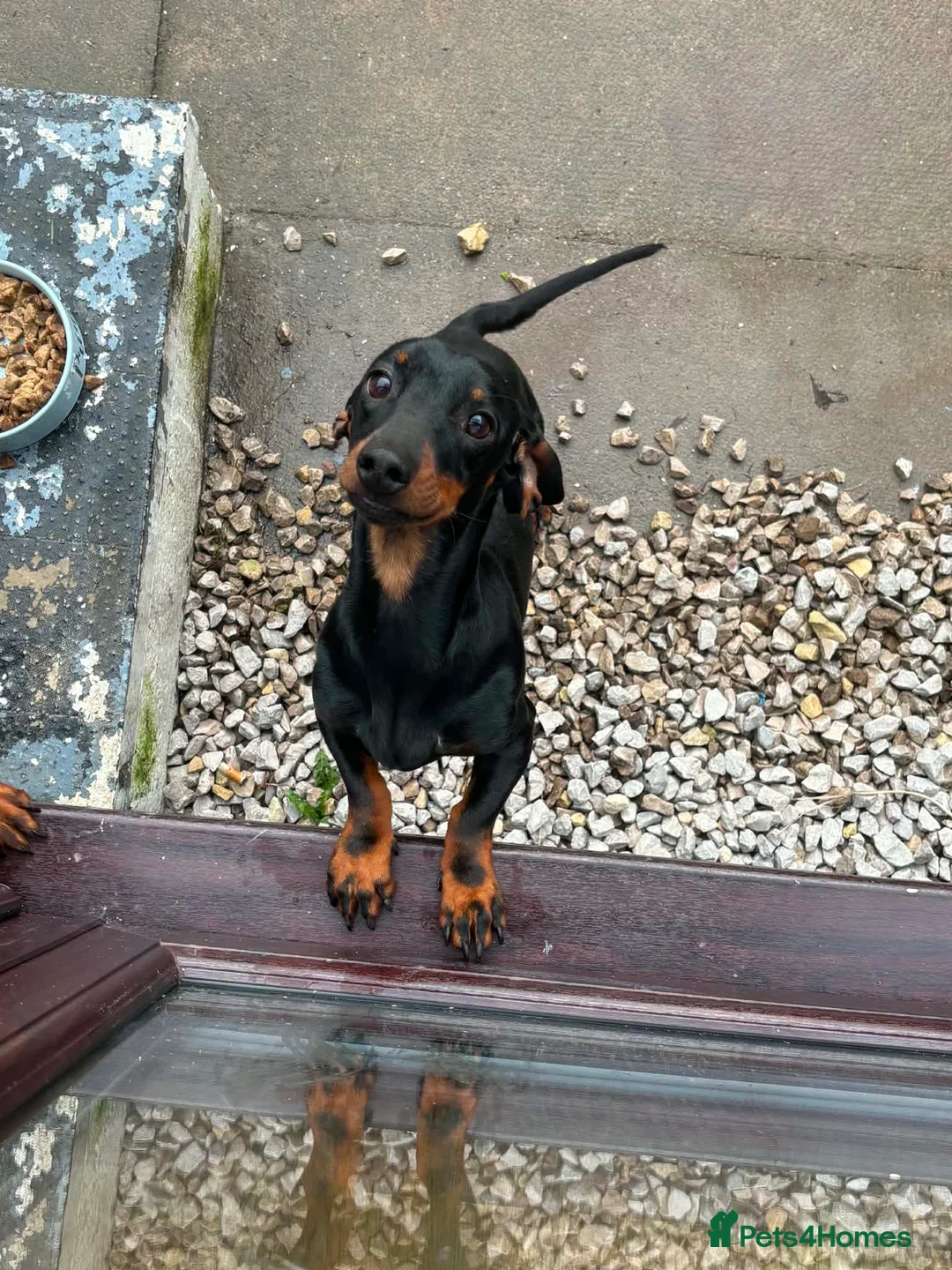 Dachshund dogs for sale: Dachshund  - Advert 2