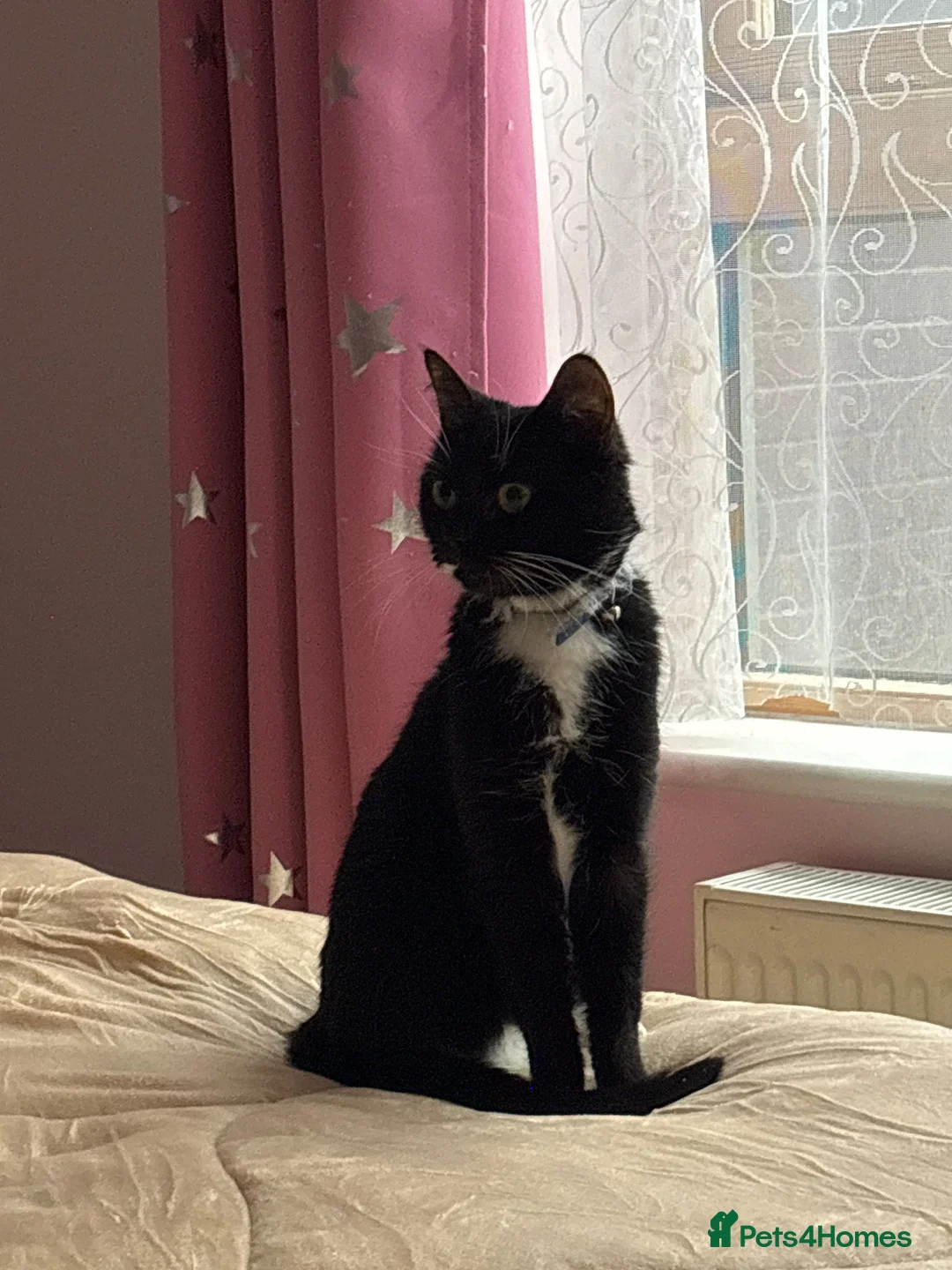 Mixed Breed cats for adoption: Lucy the rescue kitten needs a new home - Advert 3