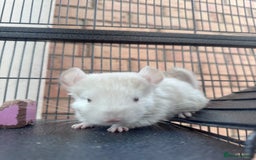 Chinchilla rodents for sale: Chinchilla male - Image 1