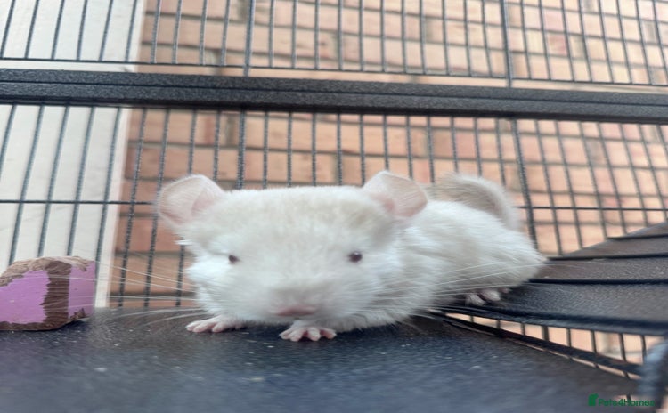 Chinchilla rodents - Advert 2