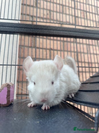 Chinchilla rodents - Advert 8