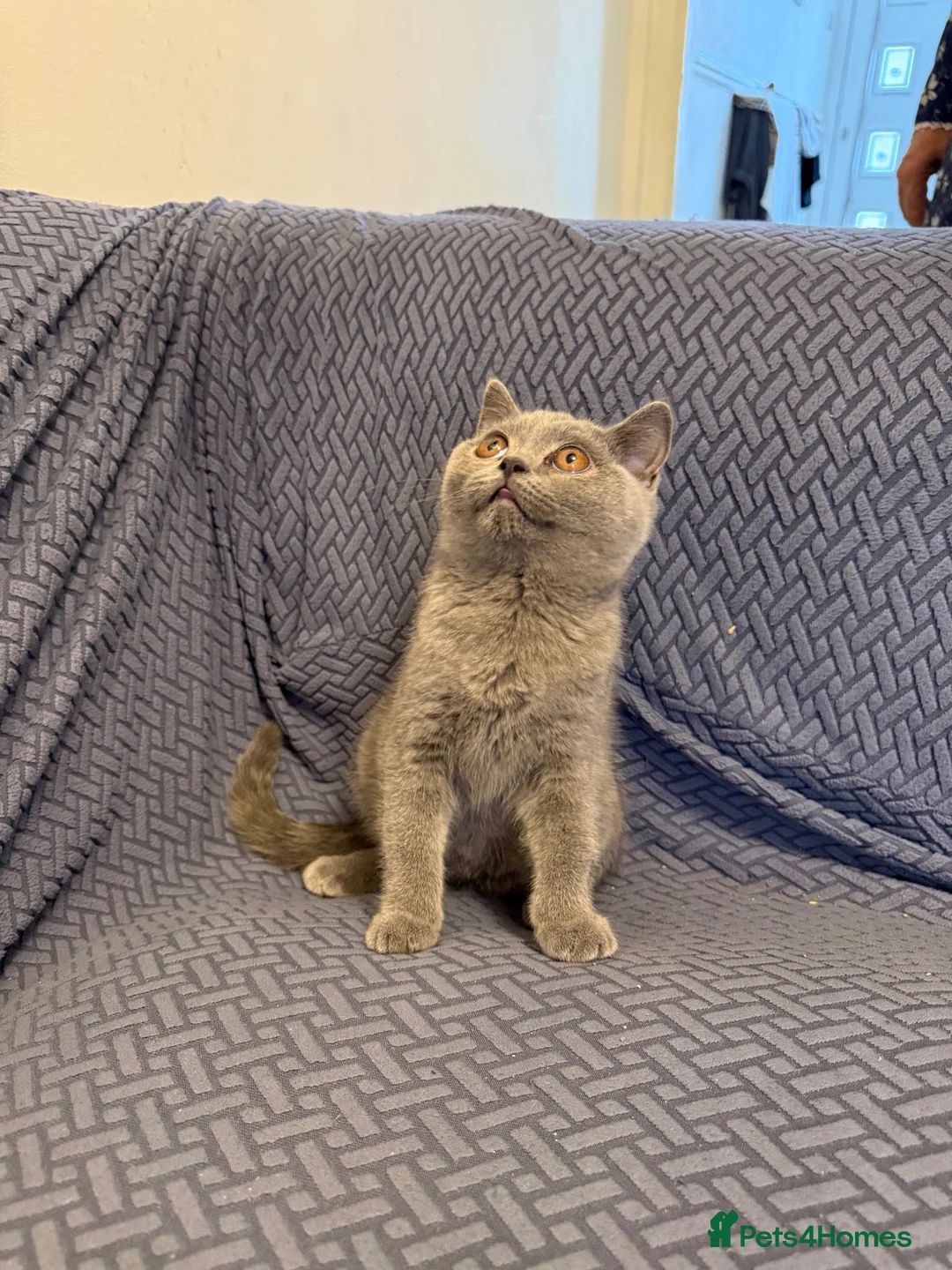British Shorthair cats for sale: British short hair Birmingham kittens for sale  in Birmingham - Advert 7