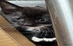 Mixed Breed cats for sale: 3x tuxedo 1x all black kittens - Image 9