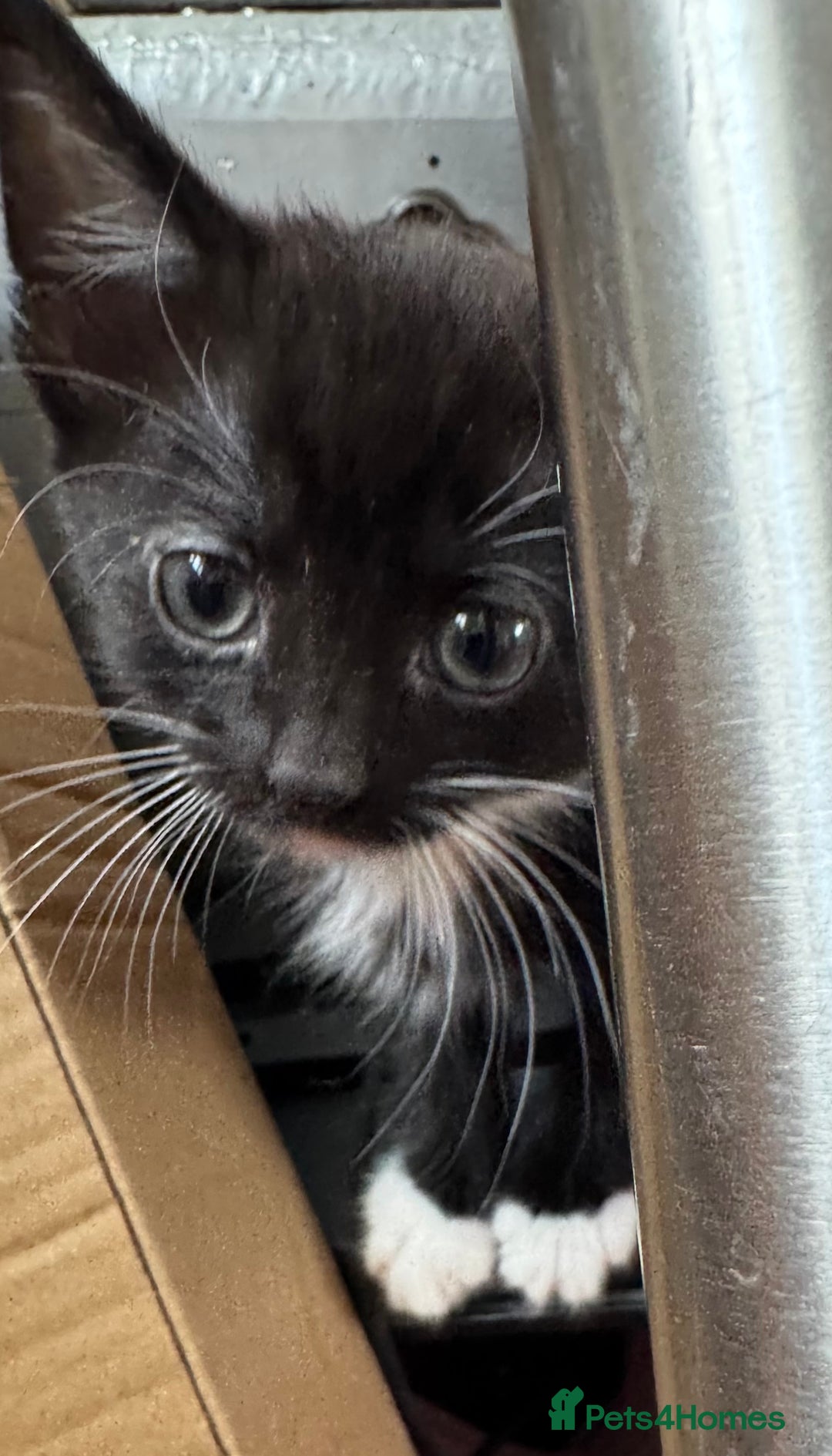 Mixed Breed cats for sale: 3x tuxedo 1x all black kittens - Image 9