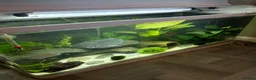 Axolotl reptiles for sale: Axolotls and their tank.  - Advert 4