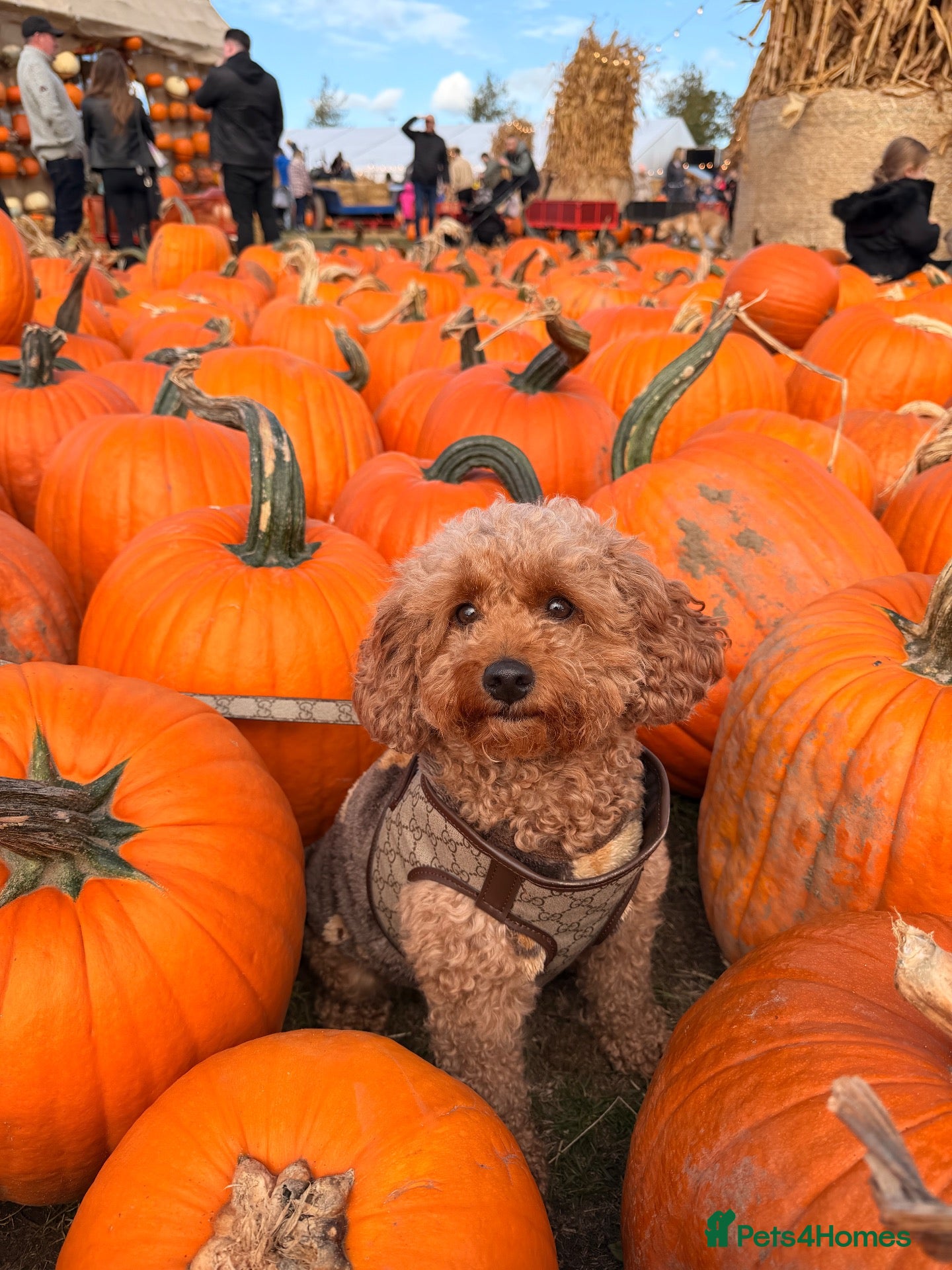 Cavapoo dogs for sale: Waiting list now open - Advert 18