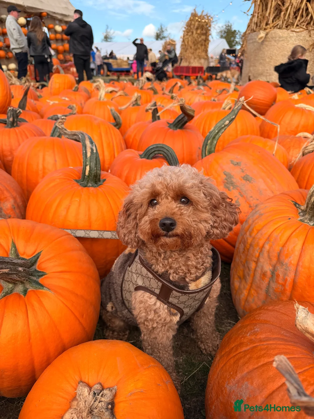 Cavapoo dogs for sale: Waiting list now open - Advert 1