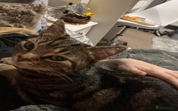 Mixed Breed cats for sale: Female indoor cat needing loving home - Image 4