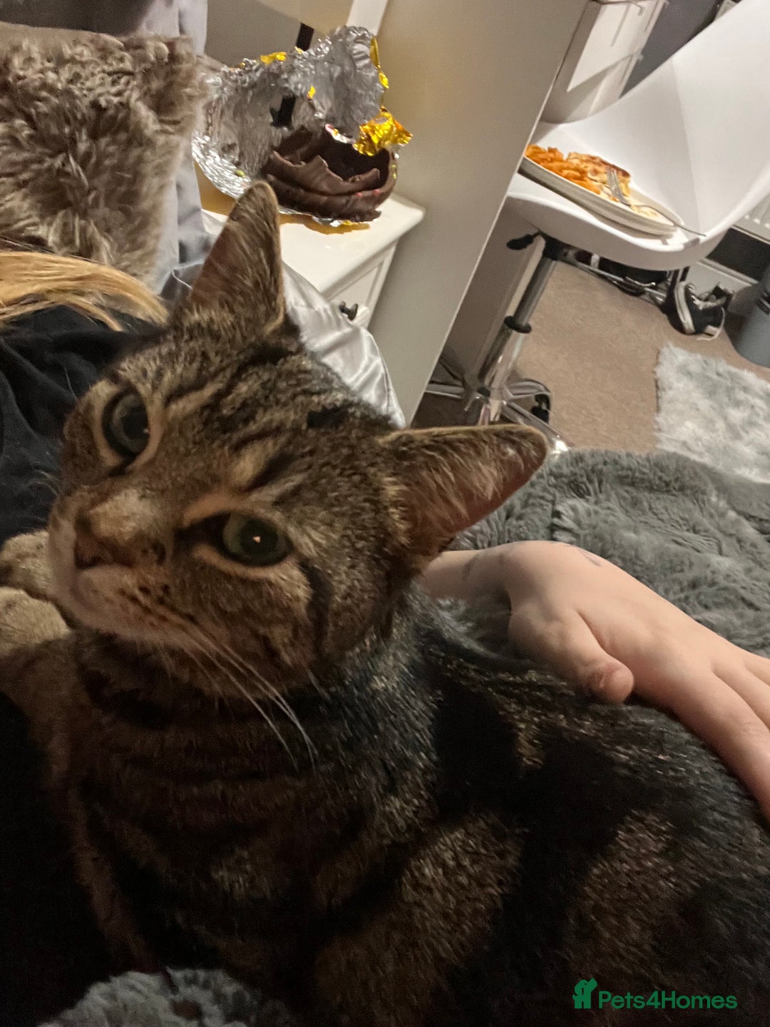 Mixed Breed cats for sale: Female indoor cat needing loving home - Image 4