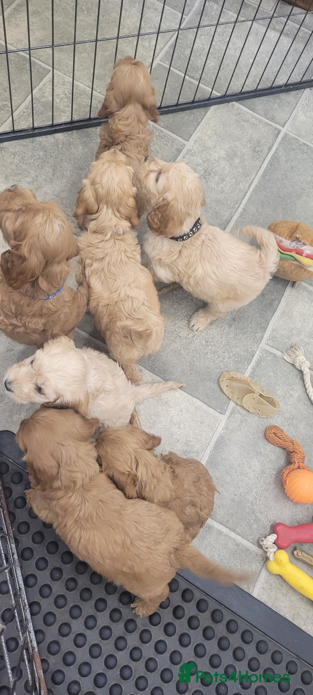 Cockapoo dogs for sale: Stunning F1 Show Type Cockapoos  in Mansfield - Image 13