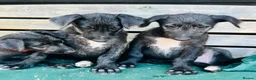 Deerhound dogs for sale: KC Reg Deerhound Puppies  - Advert 6