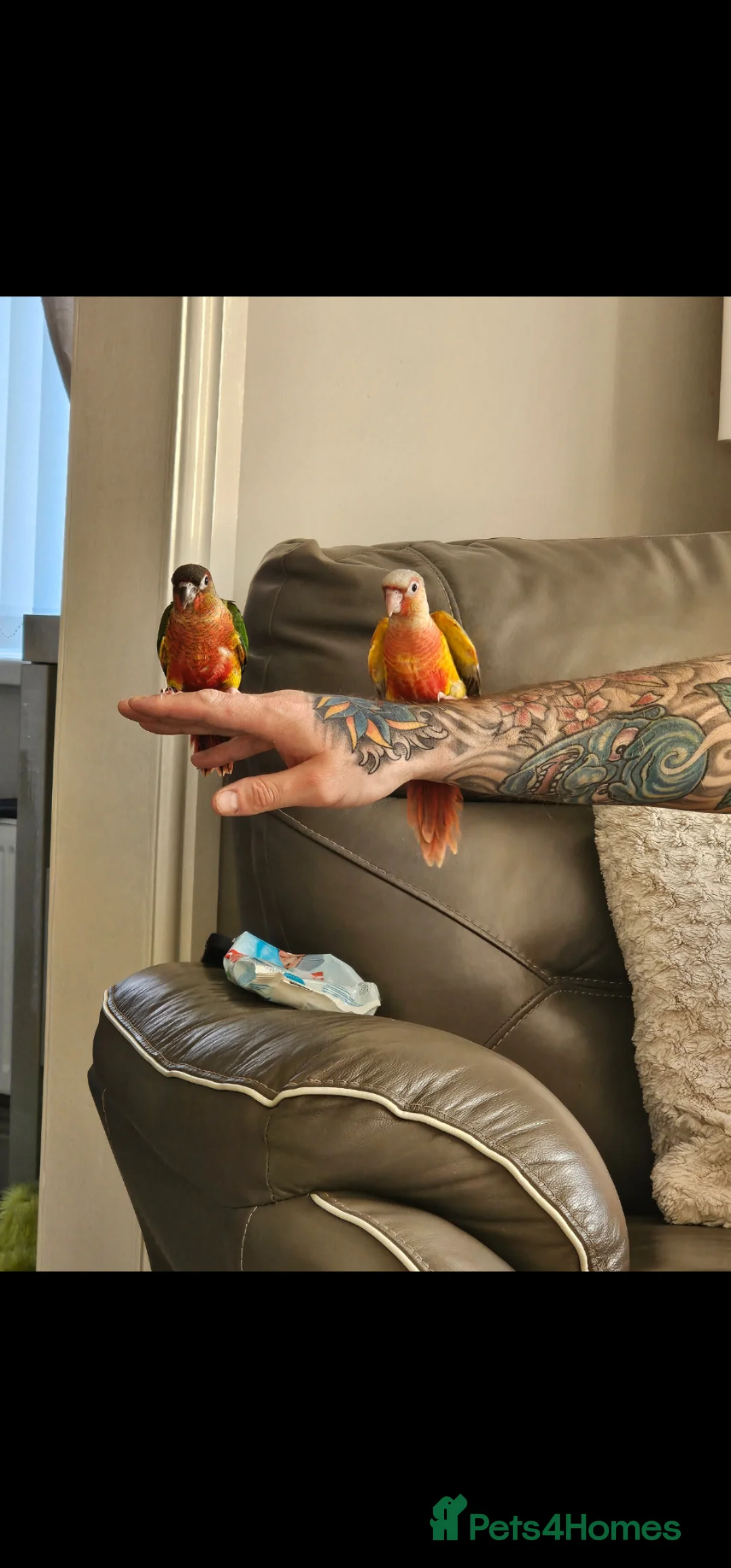 Conures birds for sale: Hand reared baby conures  in Blackwood - Advert 5
