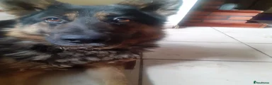 German Shepherd 1