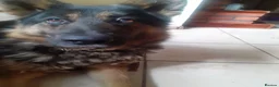 German Shepherd dogs for sale: Looking for the right home for max  in Smethwick - Advert 7