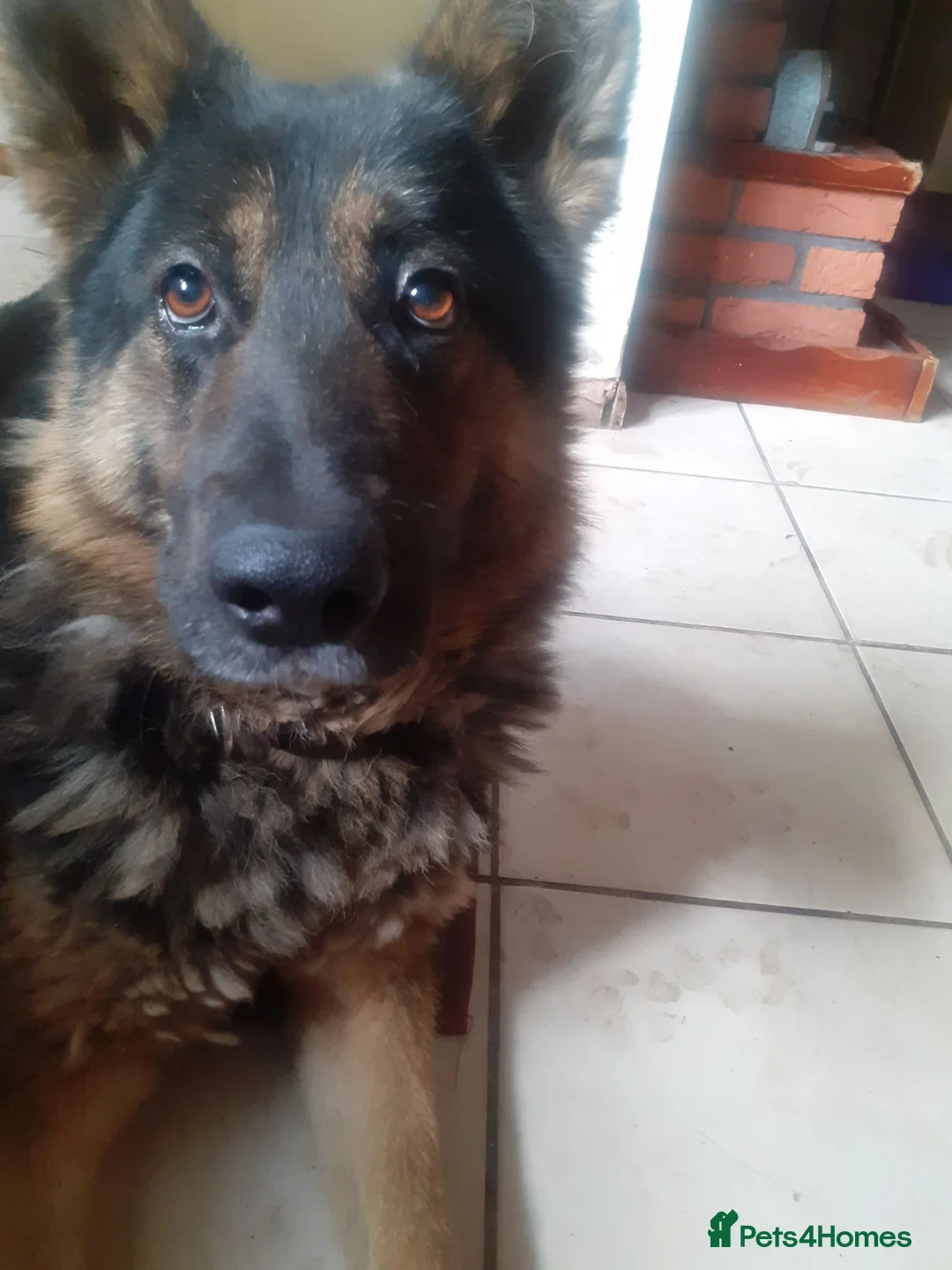 German Shepherd dogs for sale: Looking for the right home for max  in Smethwick - Advert 7