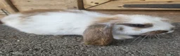 French Lop rabbits for sale: Giant french lops  - Advert 4