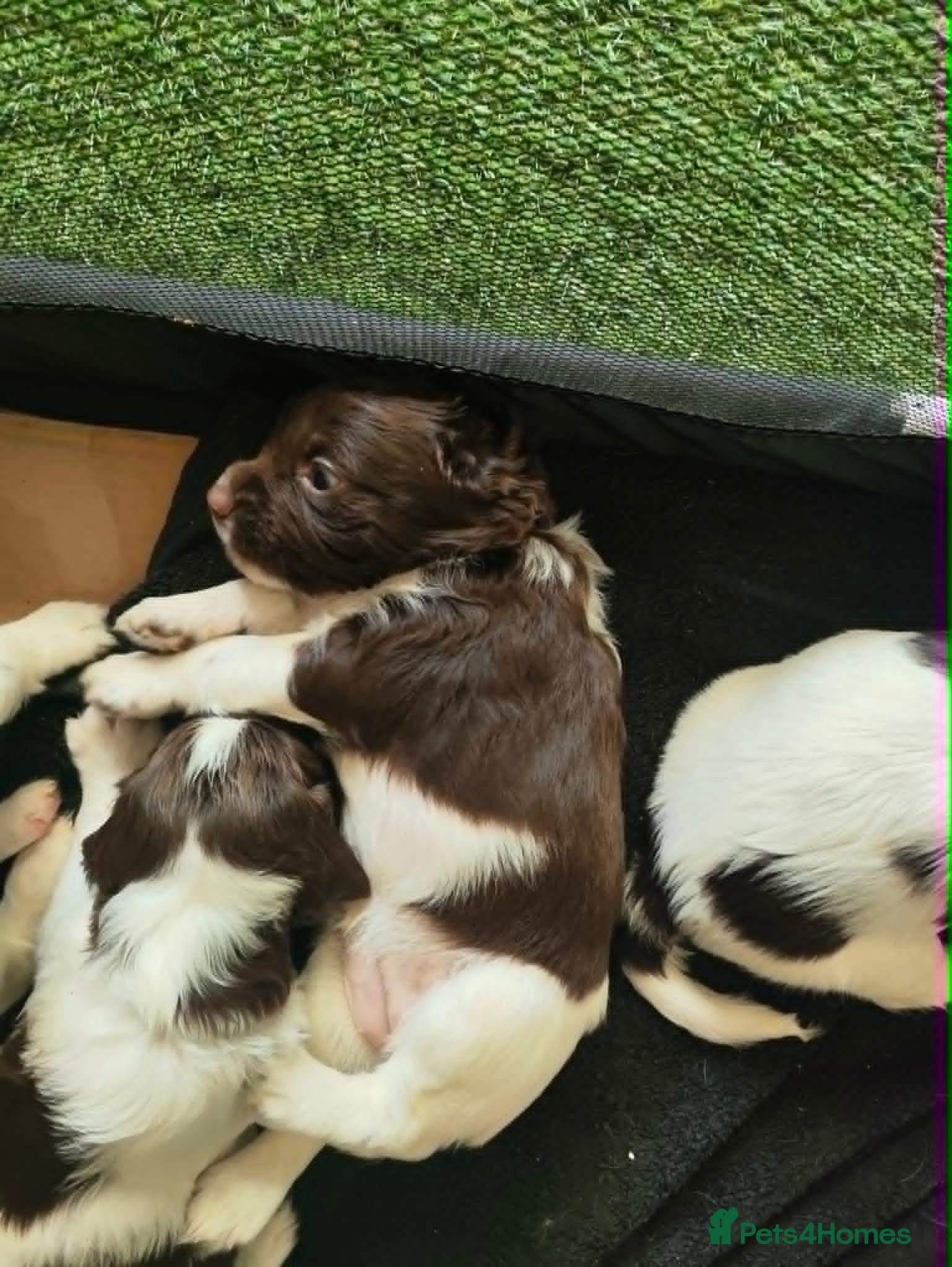 English Springer Spaniel dogs Gorgeous KC reg ES spaniel Pups - Advert 2