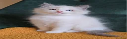 Ragdoll cats for sale: Show-class kittens ready for new homes! - Advert 3