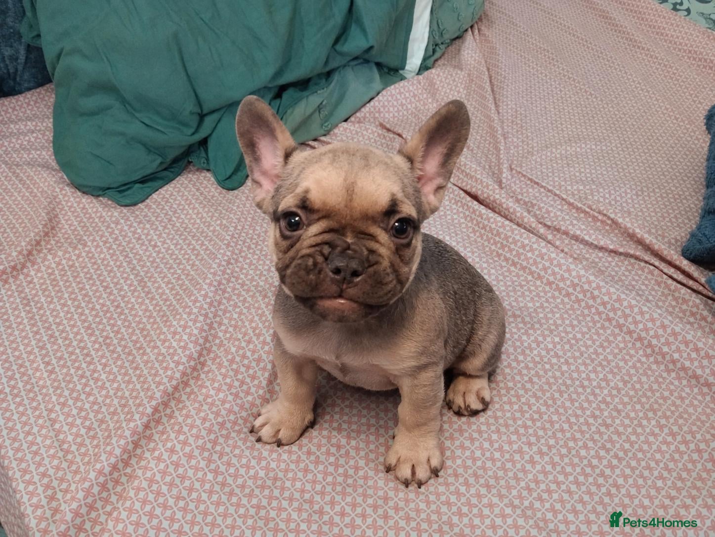 French Bulldog dogs  beautiful French Bulldog puppies - Advert 5