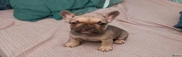 French Bulldog dogs for sale:  beautiful French Bulldog puppies in Solihull - Advert 1