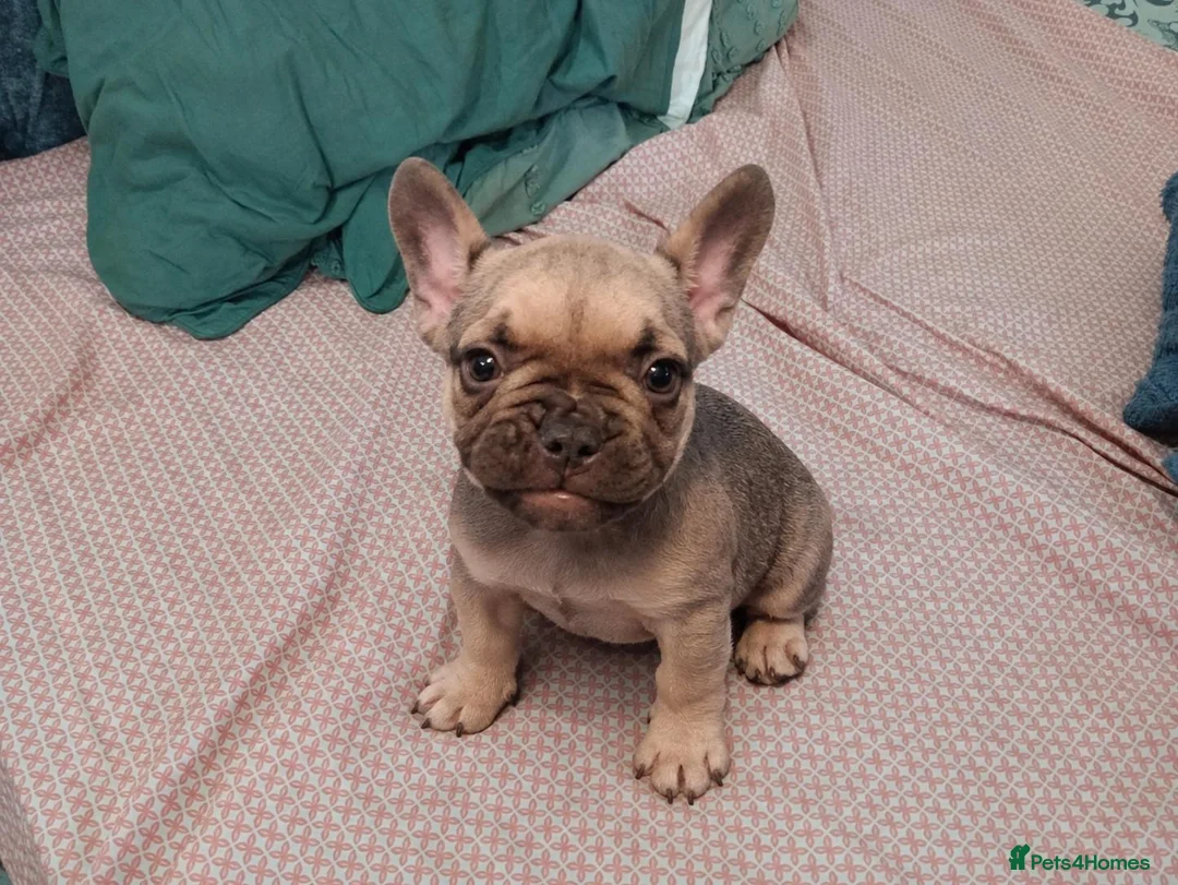 French Bulldog dogs for sale:  beautiful French Bulldog puppies in Solihull - Advert 1