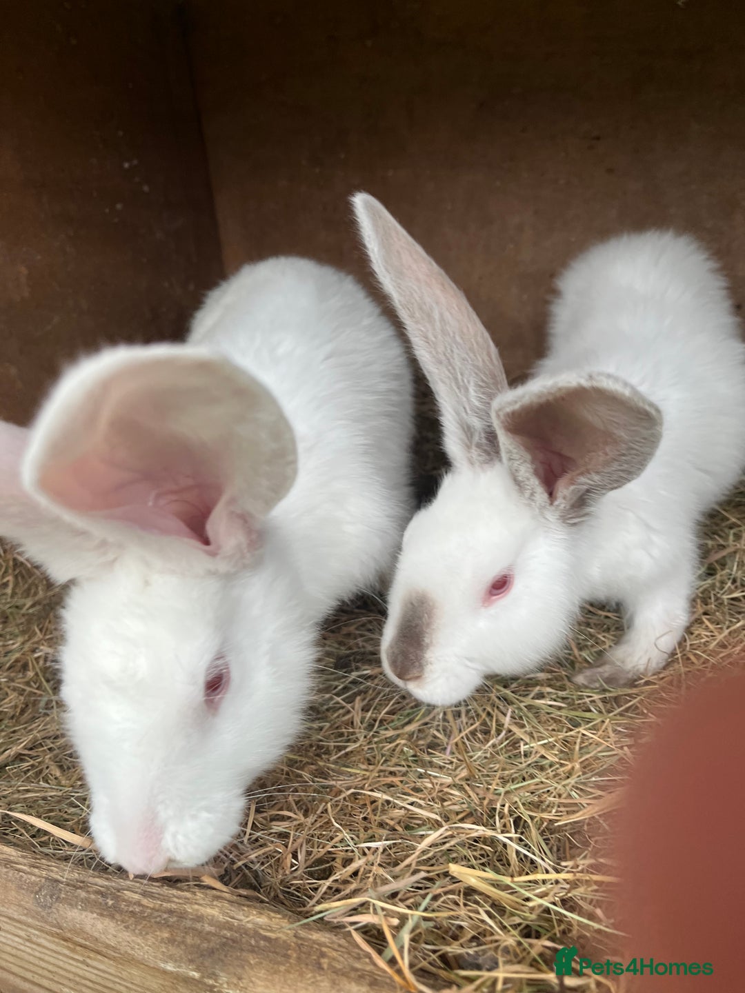 British Giant rabbits for sale: Rabbits for sale  - Image 7