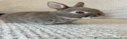 Netherland Dwarf rabbits for sale: Netherland dwarf rabbits - read to go!  - Advert 9