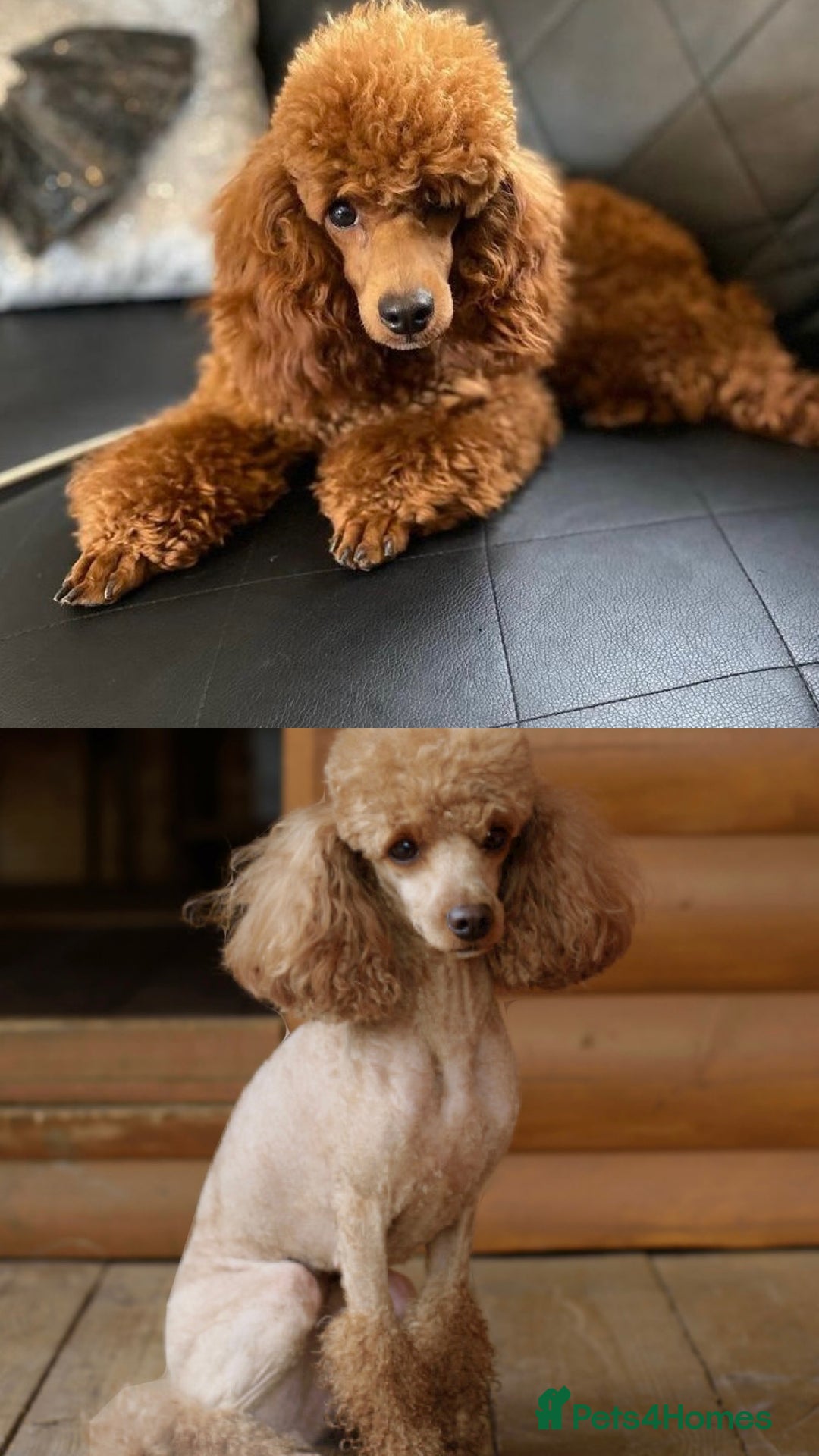 Toy Poodle dogs for sale: Toy poodle - Advert 2