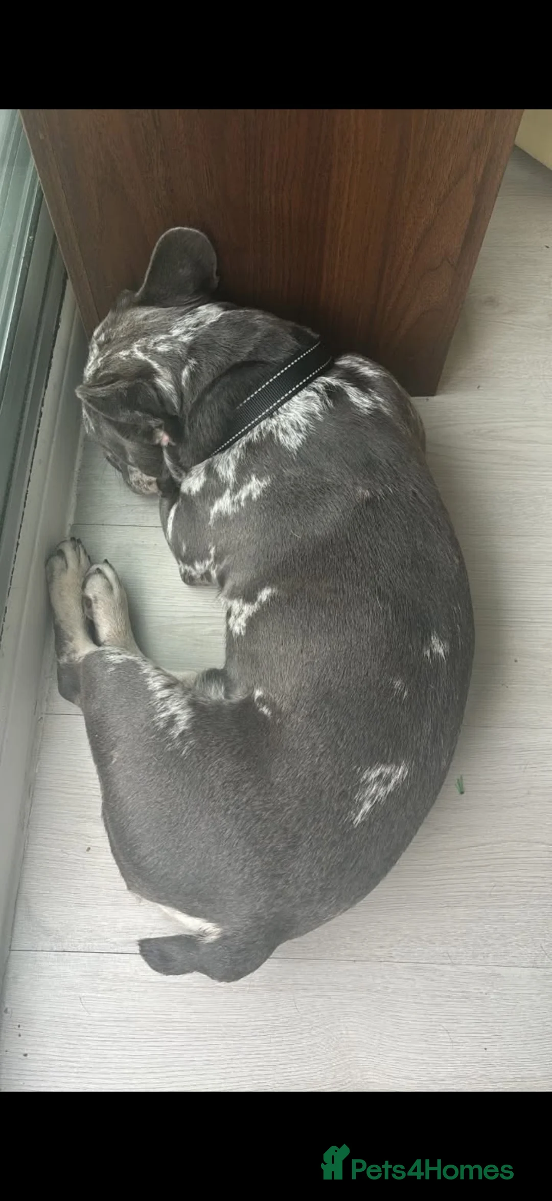 French Bulldog dogs for sale: French Bulldog  in Southampton - Advert 6