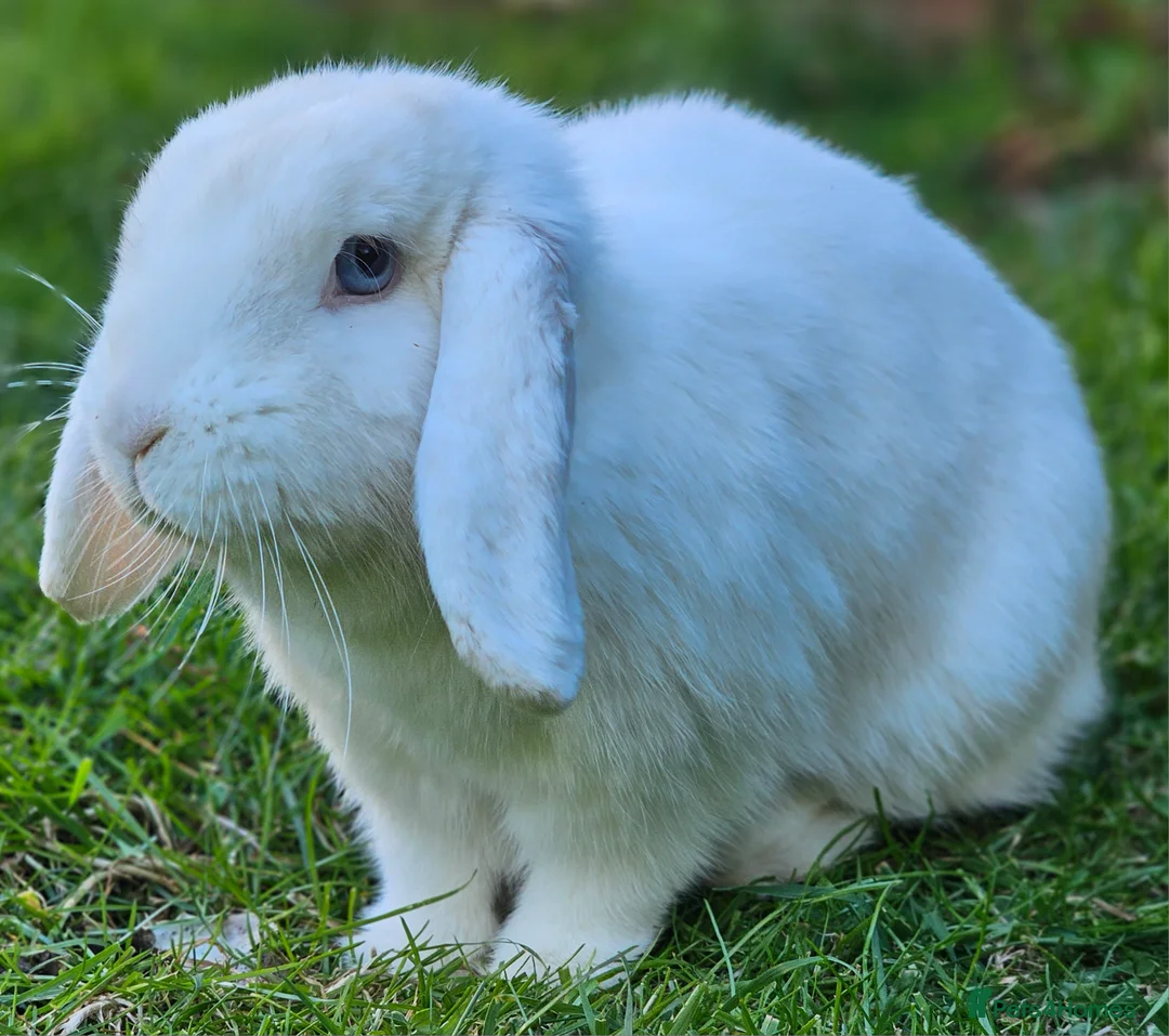 Mini Lop rabbits for sale: Rabbits for sale - Advert 5