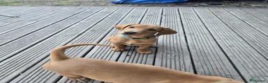 Labrador Retriever 5