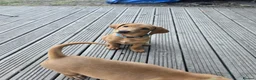 Labrador Retriever dogs for sale: Exceptional Fox Red Labrador Retriever Puppies - Advert 4