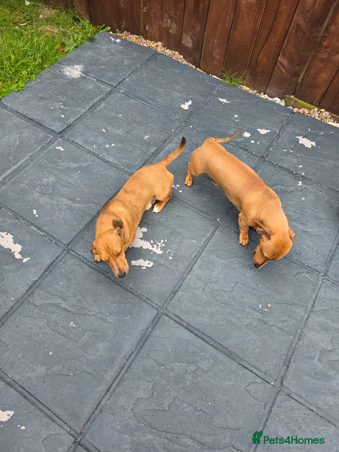 Dachshund dogs for sale: Brothers - Mini dachshunds - Advert 3