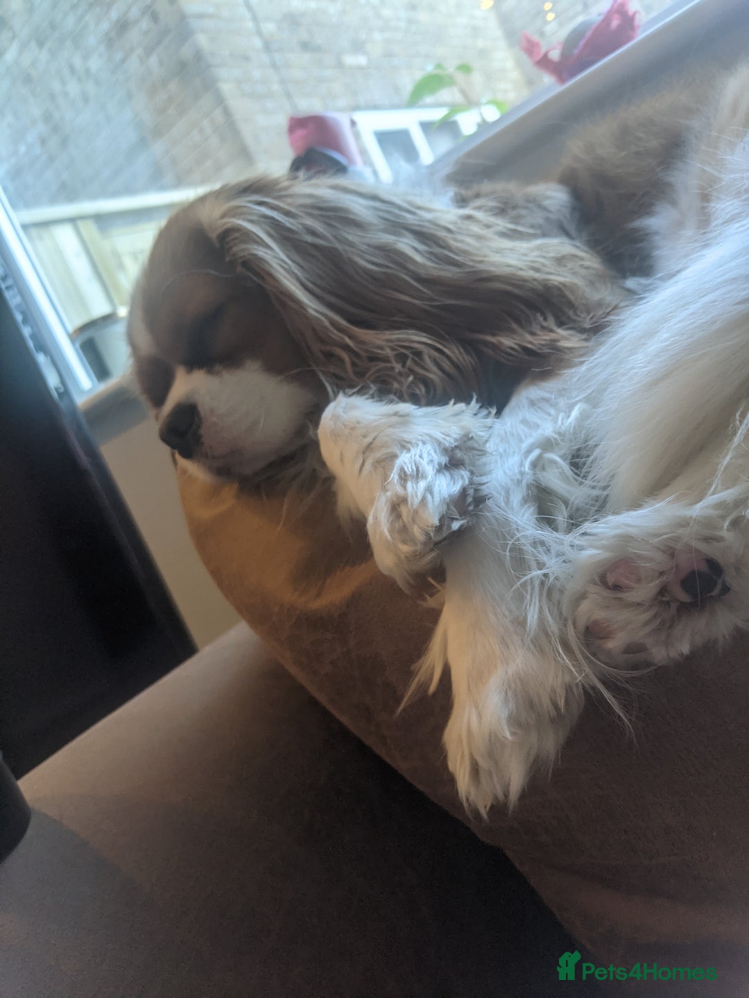 Cavalier King Charles Spaniel dogs for sale: Hyper, healthy 2 year old Cavalier (neutered) - Advert 2