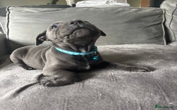 Staffordshire Bull Terrier dogs for sale: 1 male Blue Staff Bull Terrier pup 💙 in Hitchin - Image 20