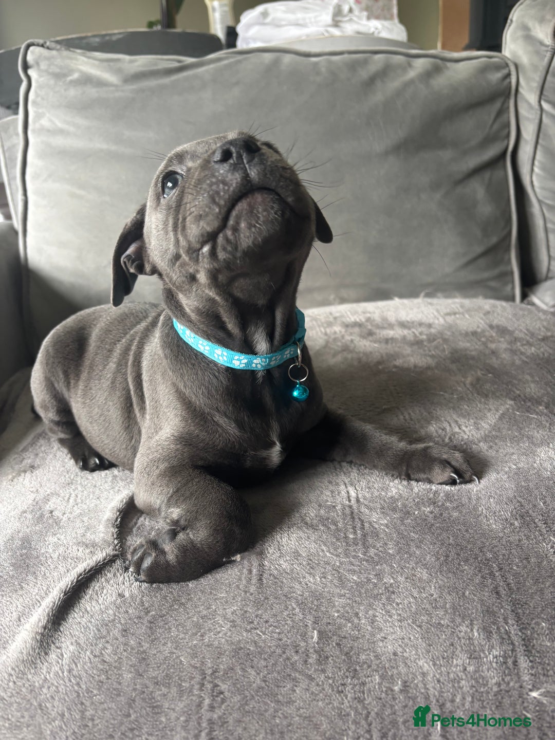 Staffordshire Bull Terrier dogs for sale: 1 male Blue Staff Bull Terrier pup 💙 in Hitchin - Image 20