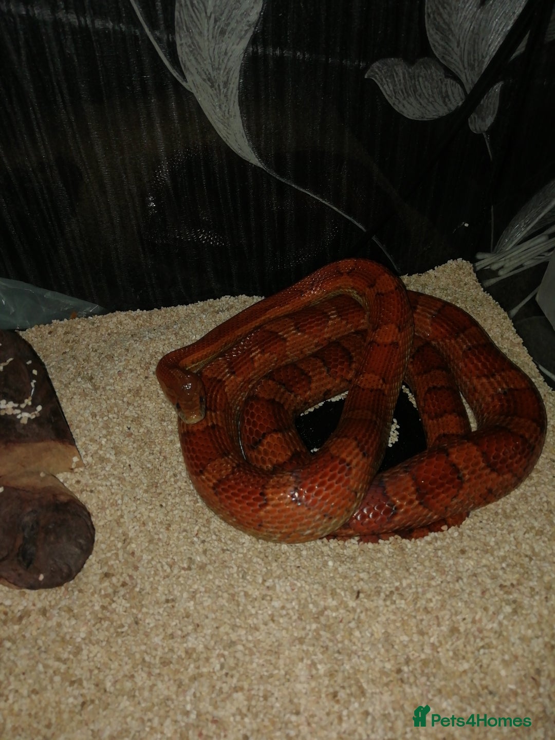 Corn Snake reptiles for sale: Snake  - Advert 2
