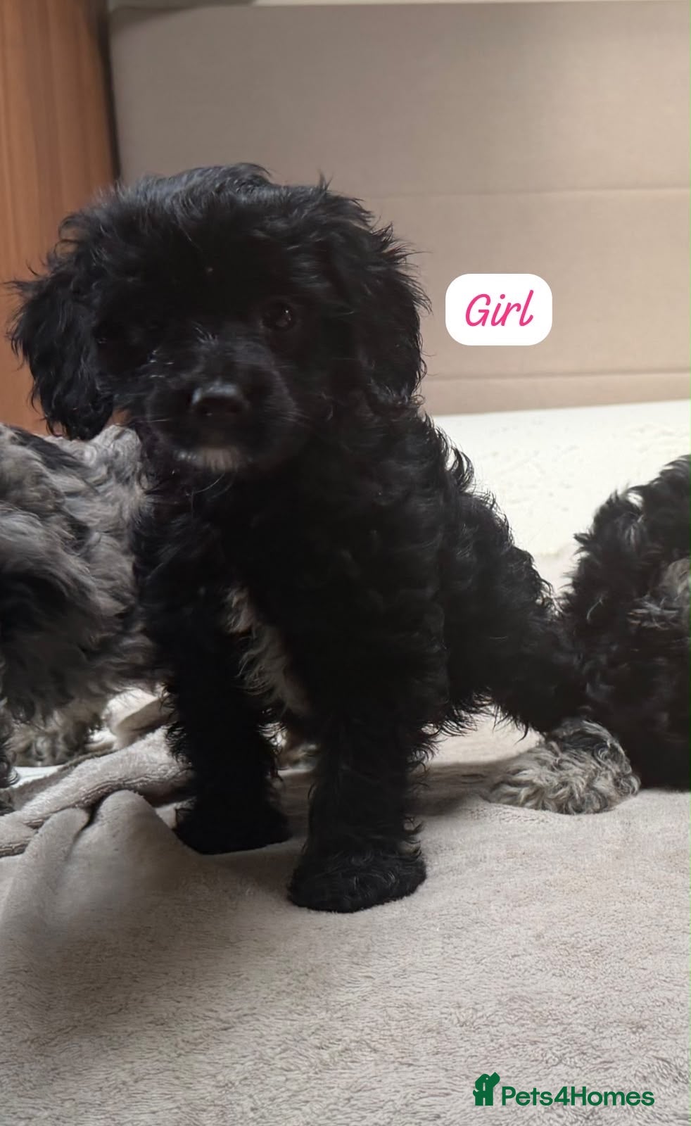 Cockapoo dogs Cockapoo pups available now - Advert 2
