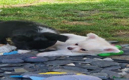 Chihuahua dogs for sale: Gorgeous Long coat MALE WHITE chihuahua.  - Image 10
