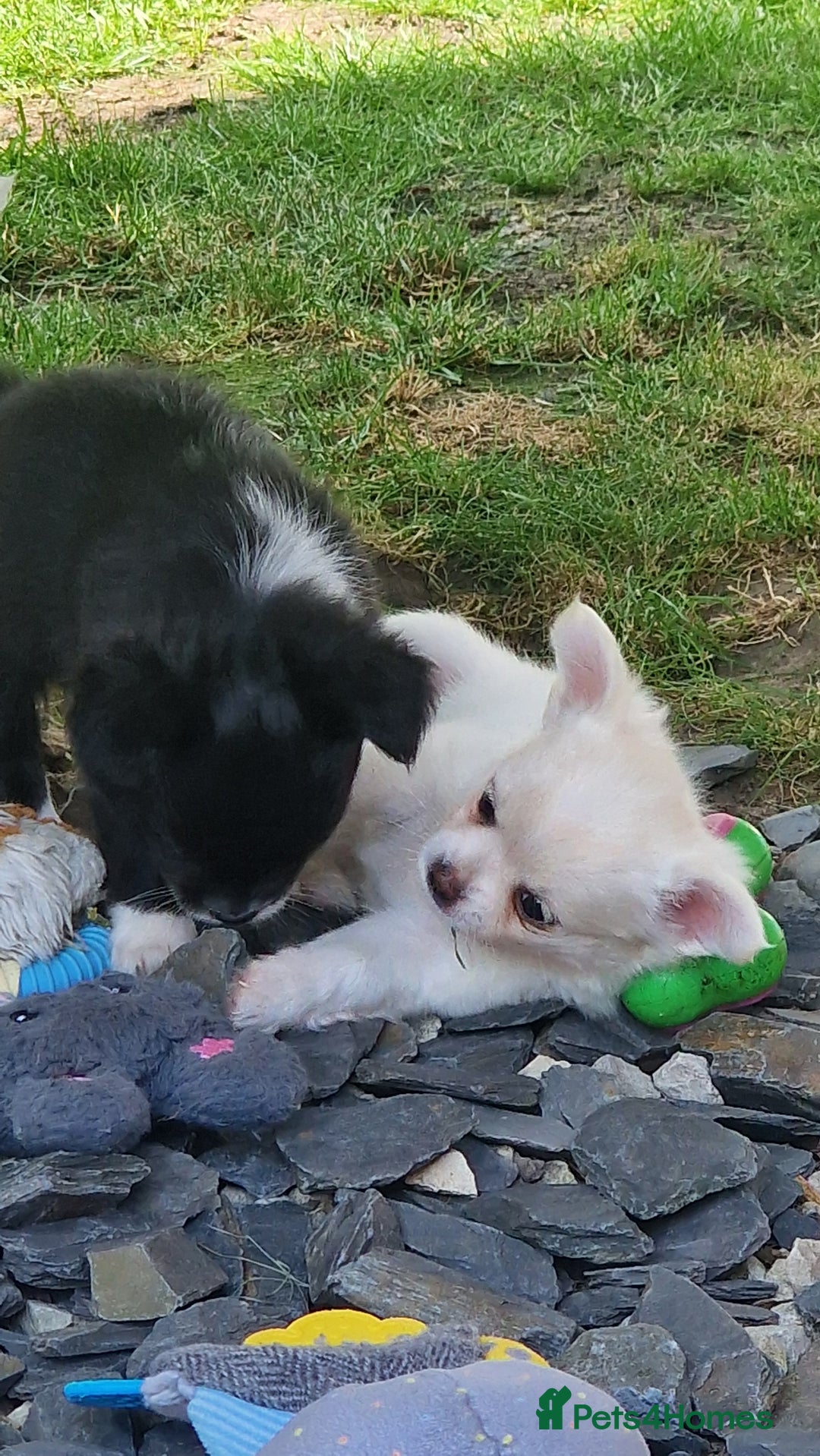 Chihuahua dogs for sale: Gorgeous Long coat MALE WHITE chihuahua.  - Image 10