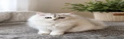 Scottish Fold cats for sale: Scottish Fold & Straight – Elegant Bloodline - Advert 2