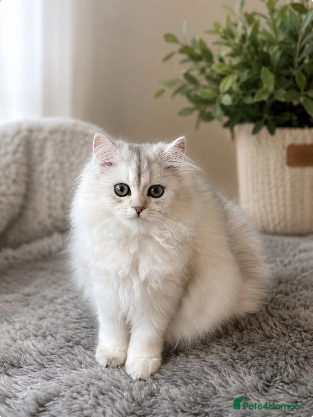 Scottish Fold cats for sale: Scottish Fold & Straight – Elegant Bloodline - Advert 2