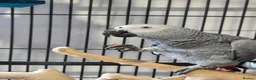 Parrots birds for sale: 11 month african grey - Advert 2