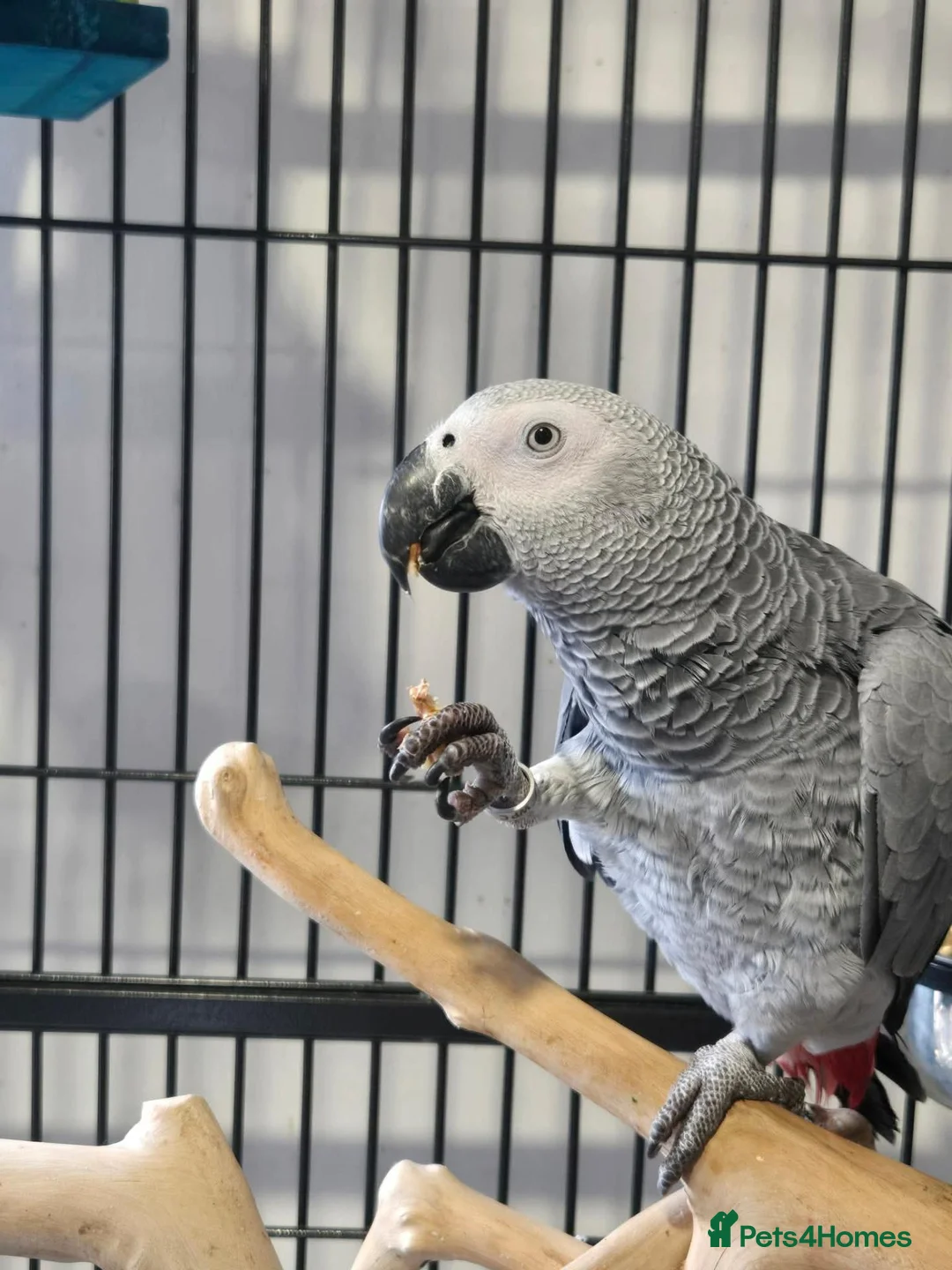 Parrots birds for sale: 11 month african grey - Advert 2