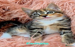 Mixed Breed cats for sale: Maine Coon Cross Kittens for Sale  - Image 1