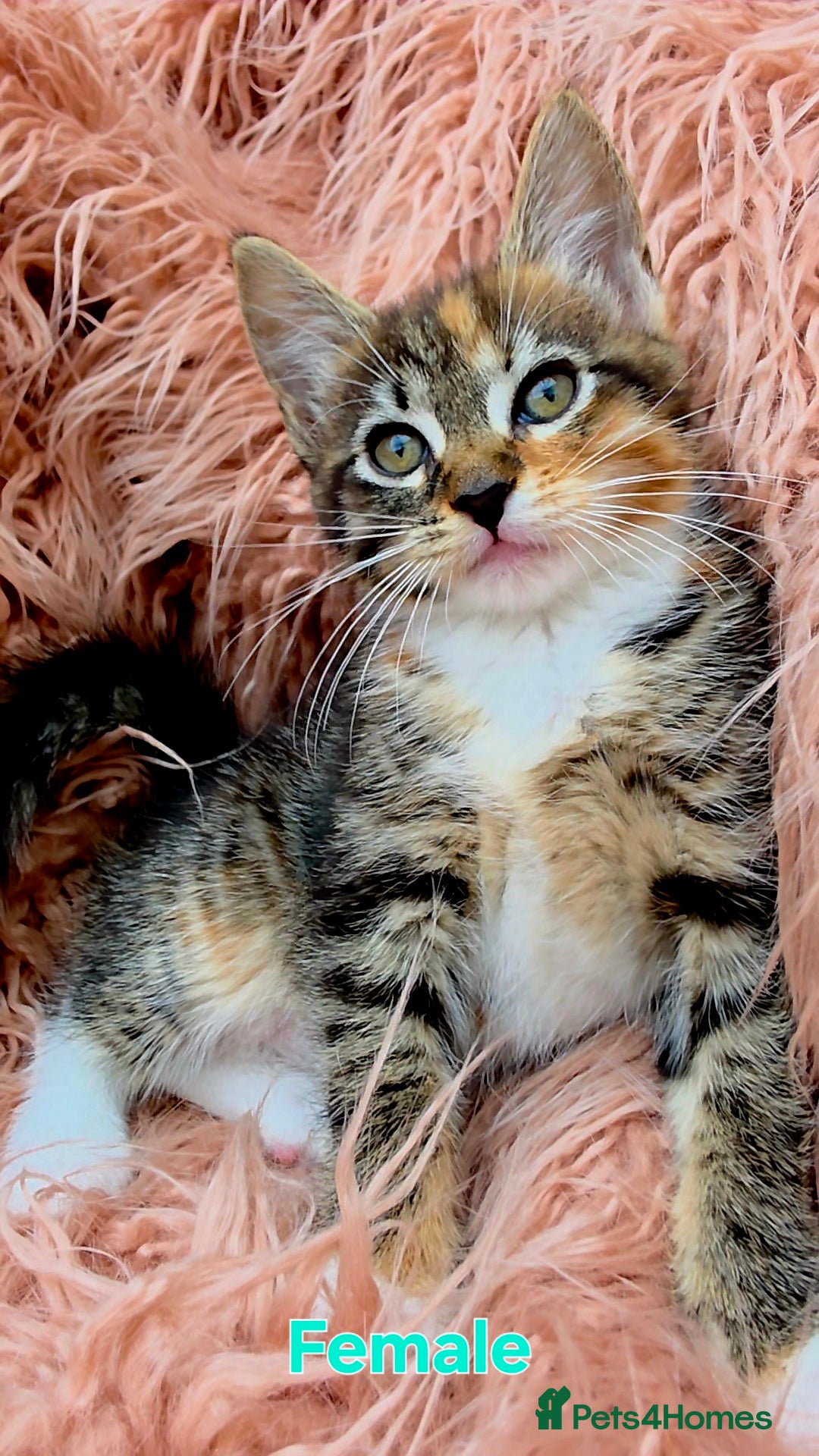 Mixed Breed cats for sale: Maine Coon Cross Kittens for Sale  - Image 1