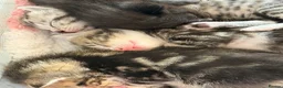 Mixed Breed cats for sale: Beautiful boy kittens  in Kilmarnock - Advert 29